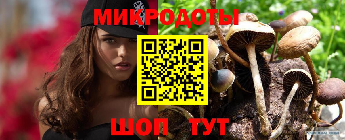 Галлюциногенные грибы Psilocybe Ржев